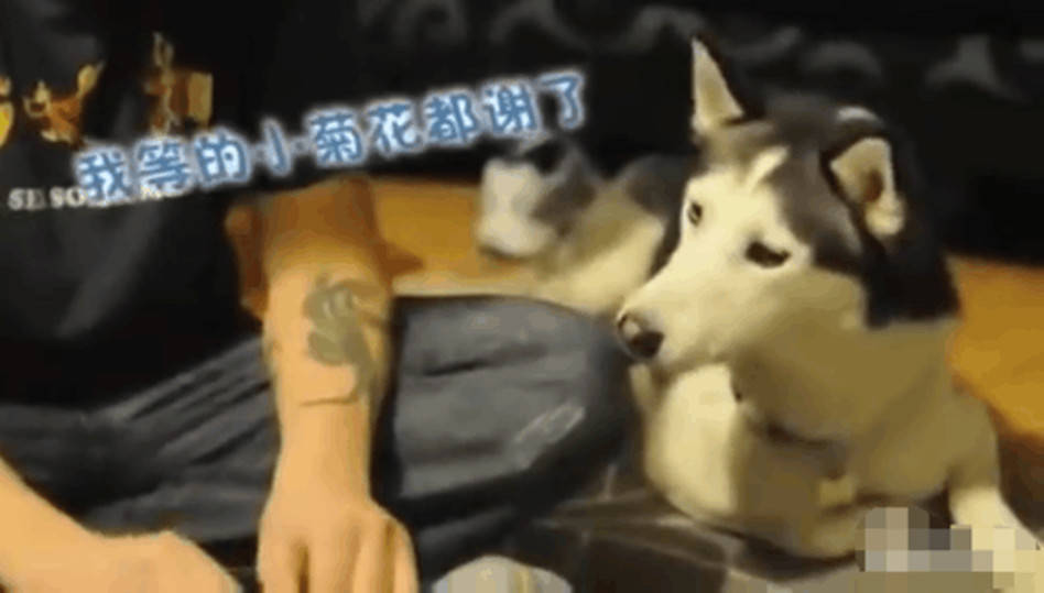 主人獨享美味雞爪，貪吃二哈竟做出這舉動，網友看了直呼戳心 萌趣萌寵 第4张