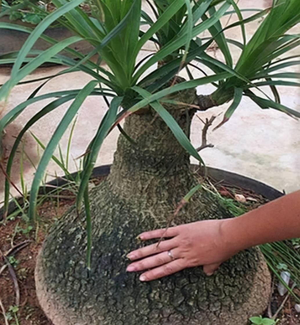 原创酒瓶兰盆栽,管控住此3点,懒人也能够养出漂亮大气的象腿树