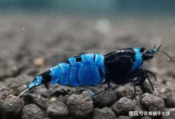 怎么养好水晶虾 b571100b622d44b885626075705ee3d8.jpeg