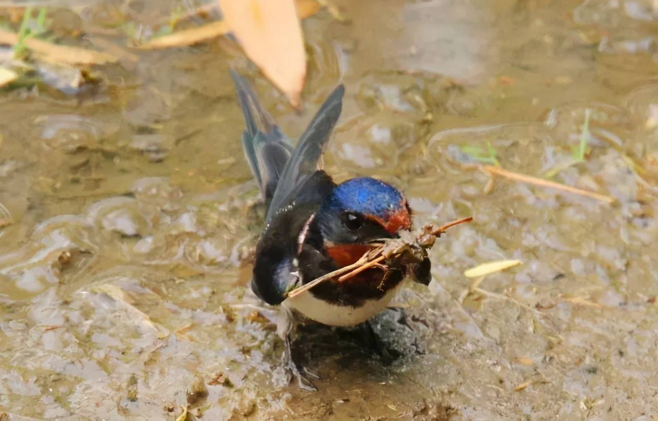 原创我国燕子每年都要飞往南方过冬而南方究竟是哪里