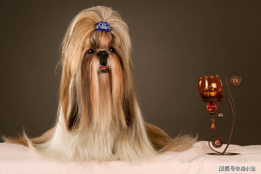 汪星人中的西施你见过吗盘点西施犬的三款吸睛发型