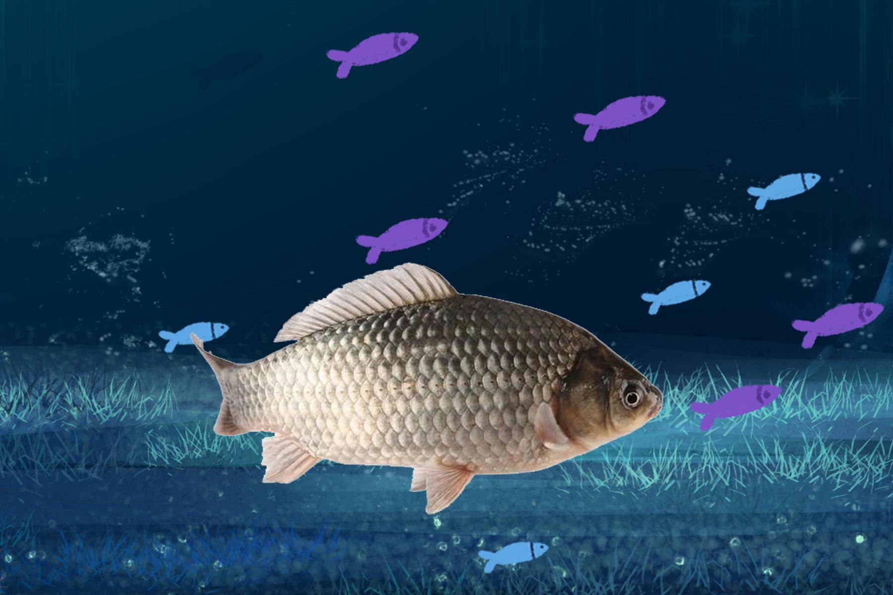 鱼多少水温开始活动 3adf0867bcb545e289820b22d71192f0.jpeg