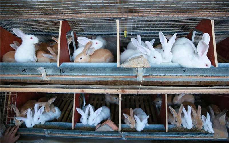 兔子是吃草的动物,现在吃兔子的人是越来越多了,养兔可以分为笼养和散
