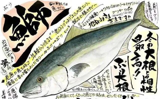日本特色美食中的鰤鱼！你知道一条鰤鱼有多大吗？_平政