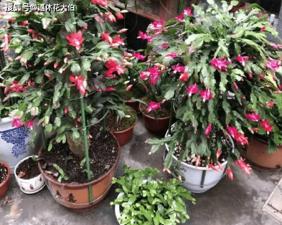 盆栽花卉怎样卖 95a92a8d57a346c384170facd2cdd246.png