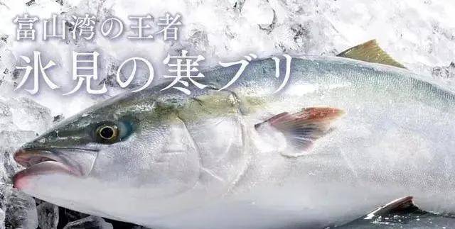 日本特色美食中的鰤鱼 你知道一条鰤鱼有多大吗 平政