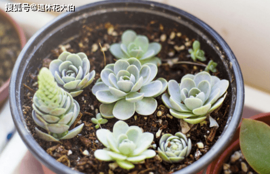 多肉水浇多了怎么处理 2584804bc9d44c82b37d9e28896fc6c7.png