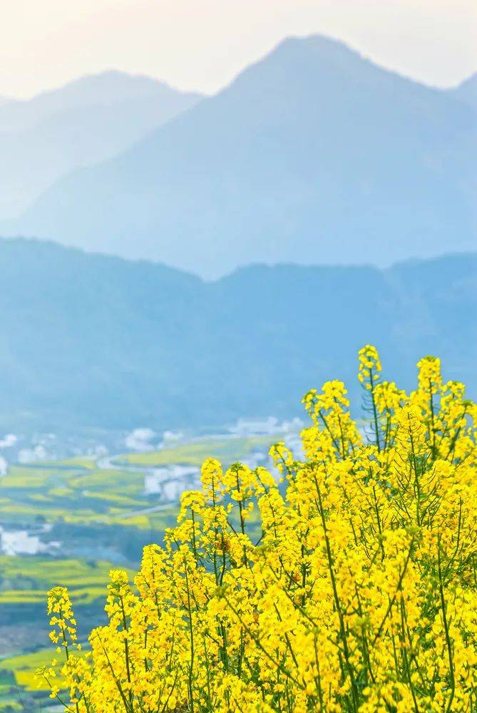 21赏花地图出炉 看遍最美花海 寻一场关乎美好的旅行 油菜花