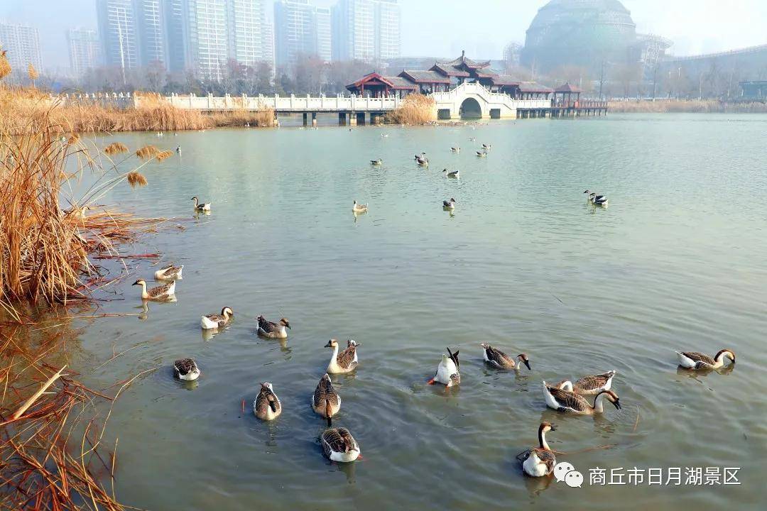 商丘市日月湖景区万物复苏的时刻要来了!