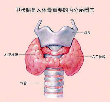 甲减人口占比_女性甲减的面部图片