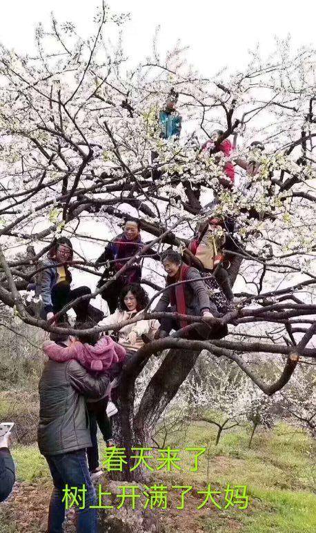 中国式赏花：春天来了，树上开满了大妈和小孩