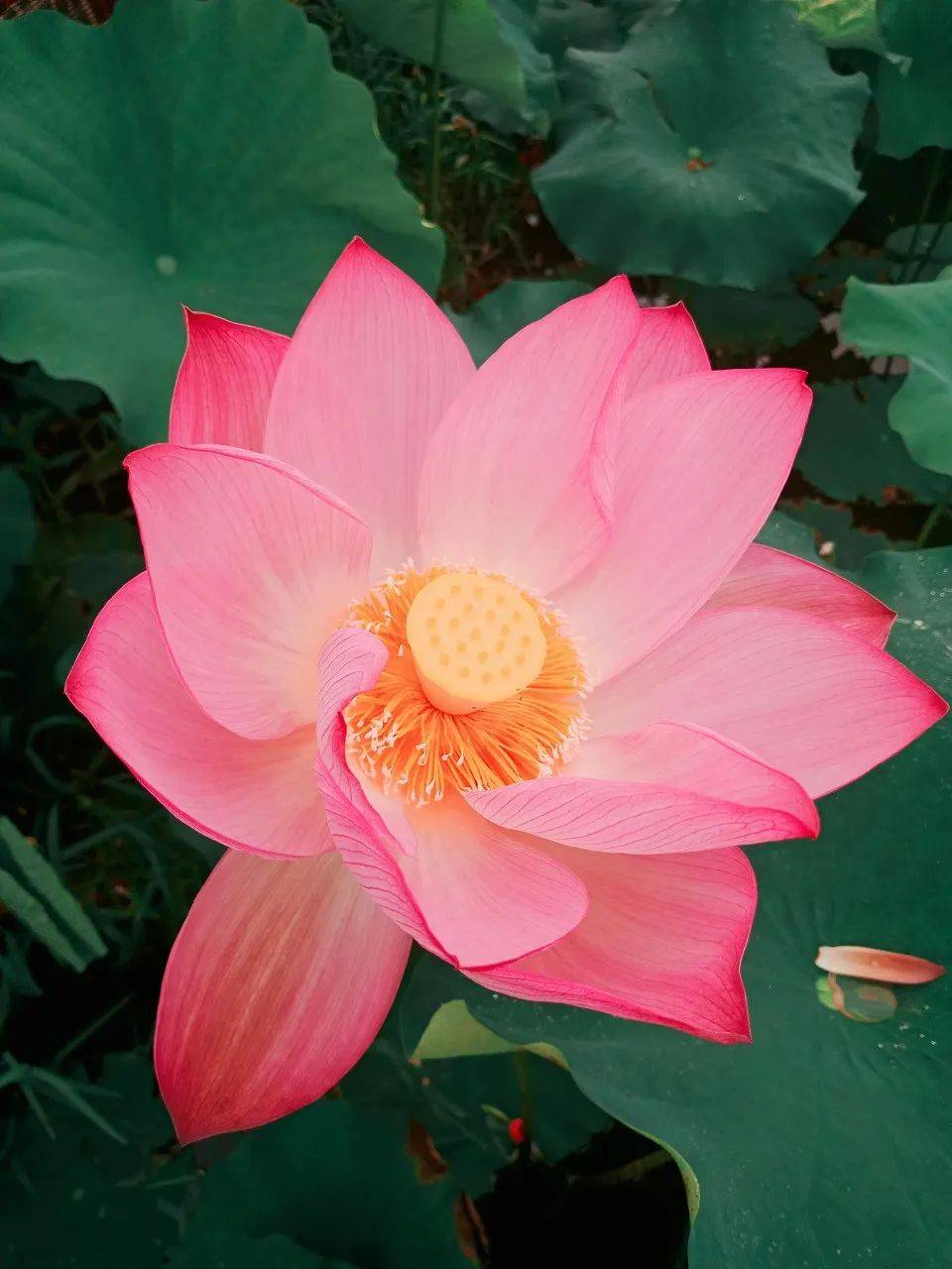 2021赏花地图出炉!看遍最美花海,寻一场关乎美好的旅行