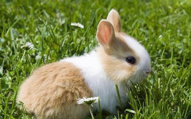 兔子可以吃什么草图片 be66b9281c234bbfa9f3e27f60f057c5.jpeg