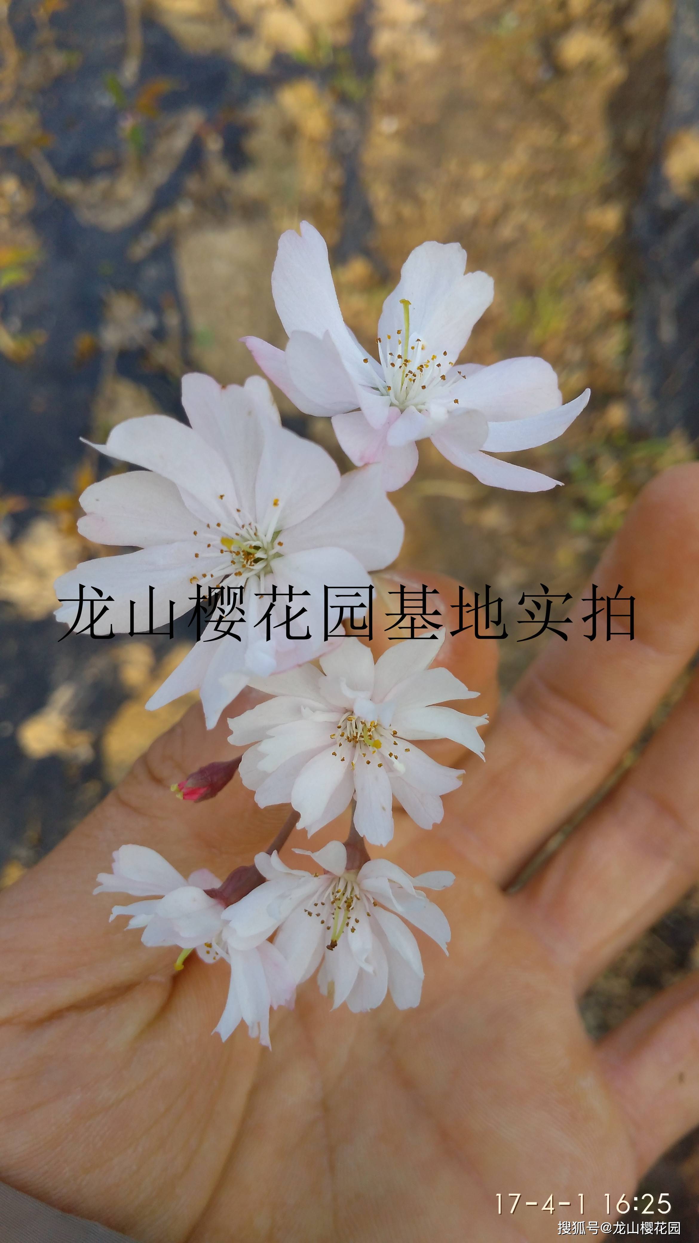 十月樱双季樱两季樱简介 龙山樱花园 品种