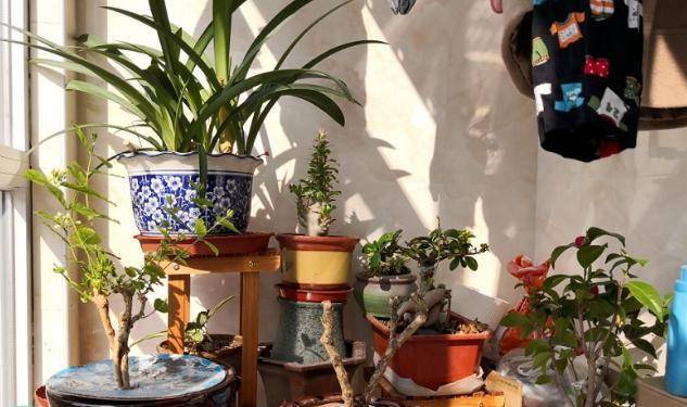 怎么养花才会养得好 21a7b45f1217497fbe11796514ed02cc.jpeg