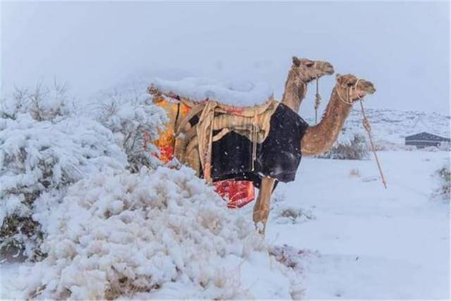 撒哈拉沙漠下雪了，以后会变绿洲吗？