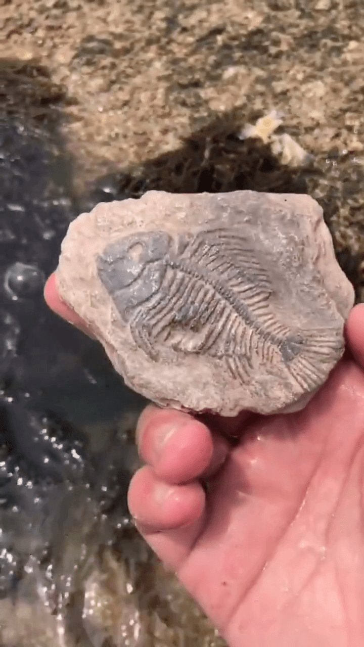 海边赶海退大潮,发现了一块鱼化石,还有许多奇怪的海洋小生物