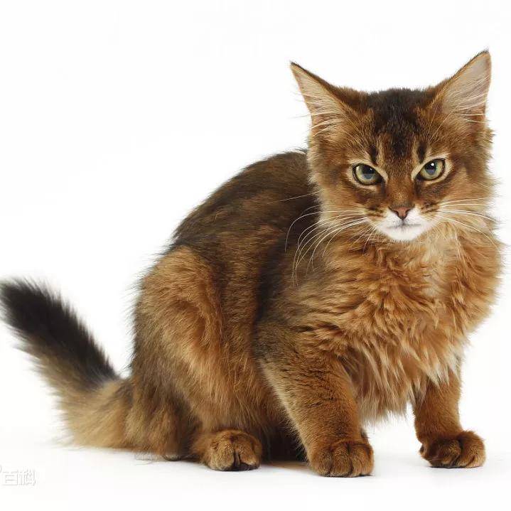 喵总科普喵小小常见的猫咪品种