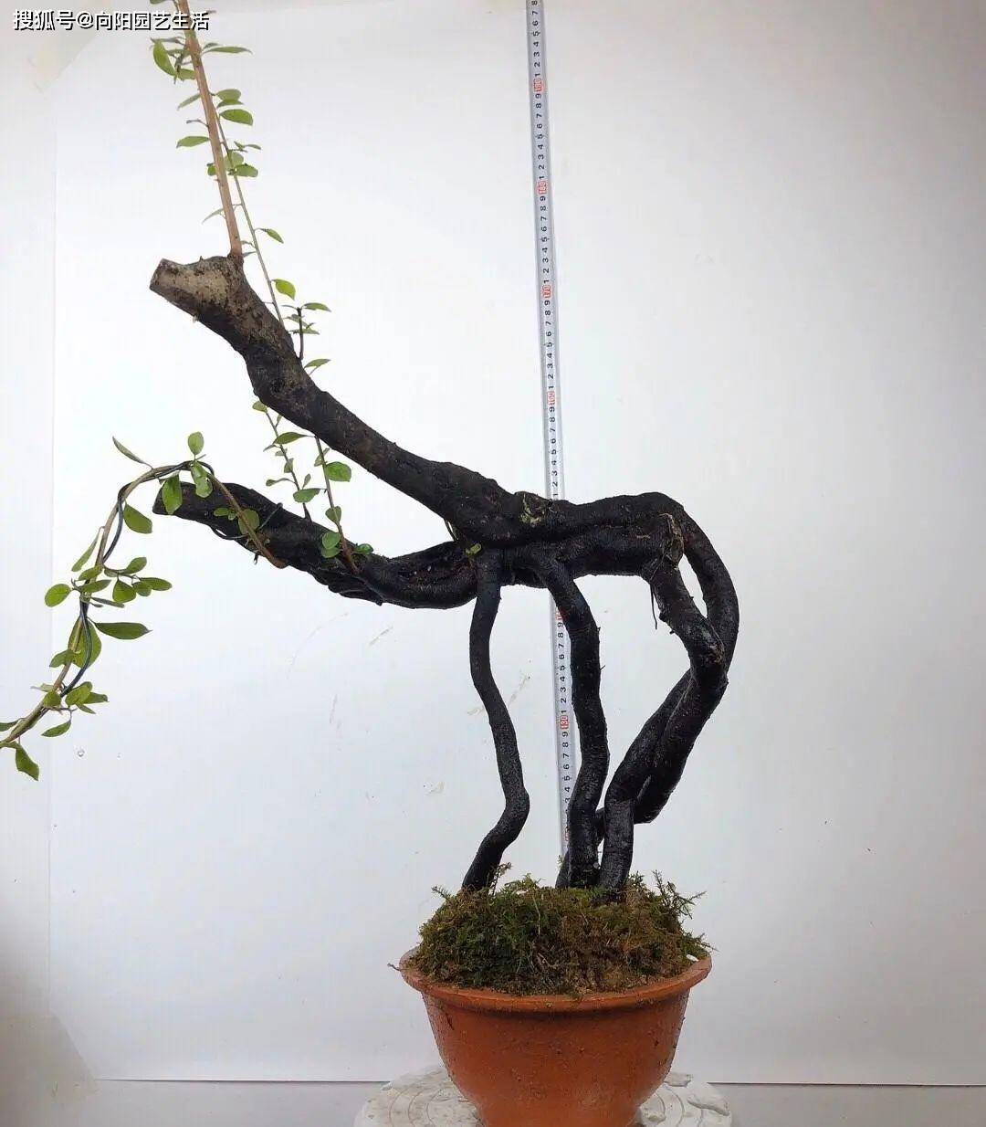 原创老鸦柿开始冒芽了上山挖几棵种在花盆里养出高价盆景