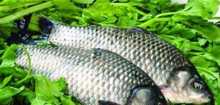 鲤鱼富含优质蛋白,矿