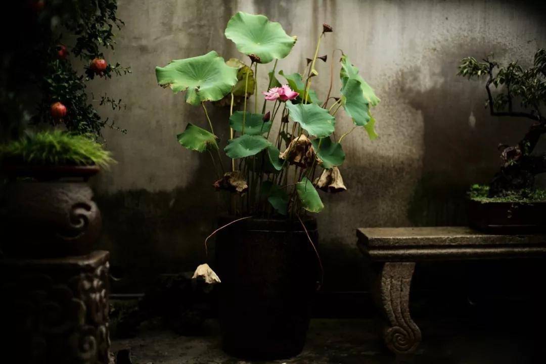 【京郊民宿】老缸，庭院的一方山水，承载着多少年代记忆