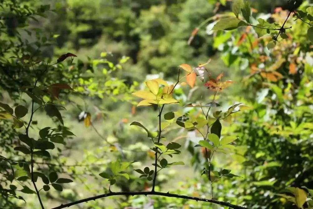 创建天府旅游名县！美食、美景...你想要的完美小长假—朝天旅游