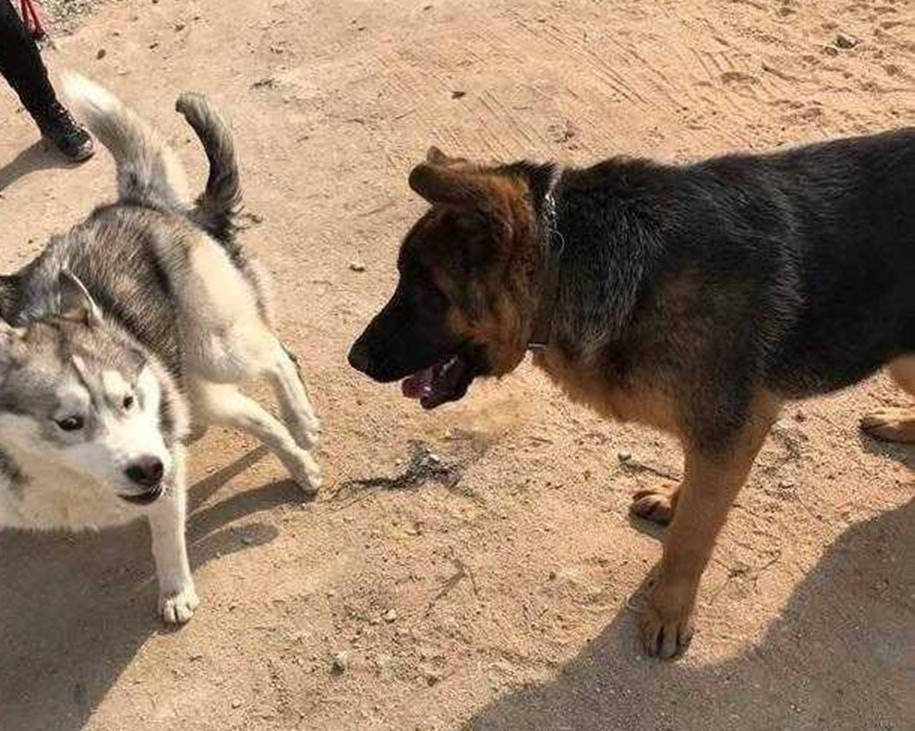 二哈和牧羊犬偶遇，開啟亮眼打招呼方式，主人笑得直不起腰 萌趣萌寵 第1张
