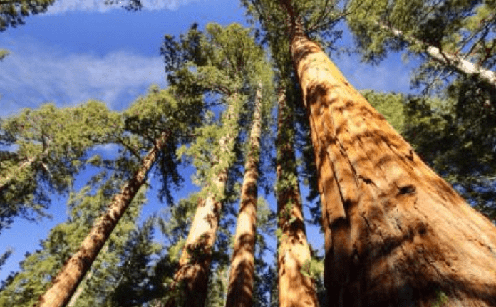 世界上“最惨的树”，树龄上千年，却被做成大树隧道而倒塌