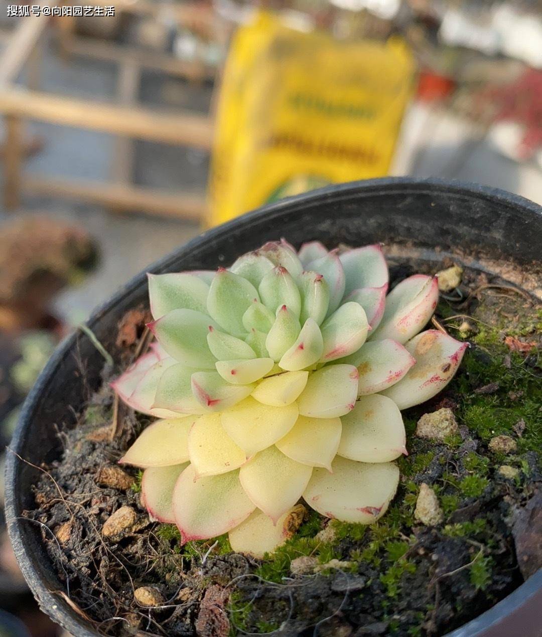 多肉怎么养才能变异 15f9676e92e74dfe9c3a592af40c3a0f.jpeg