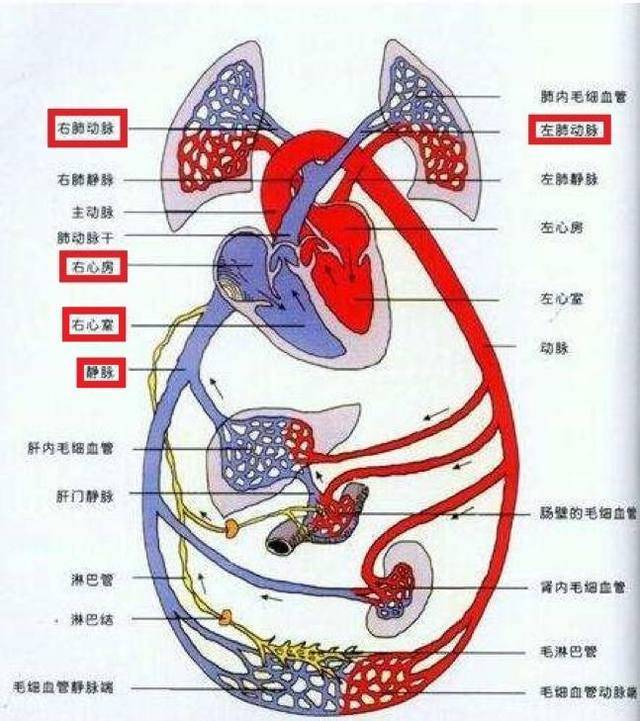 原創女記者崴腳後12天離世元兇肺栓塞為何如此隱秘而兇險