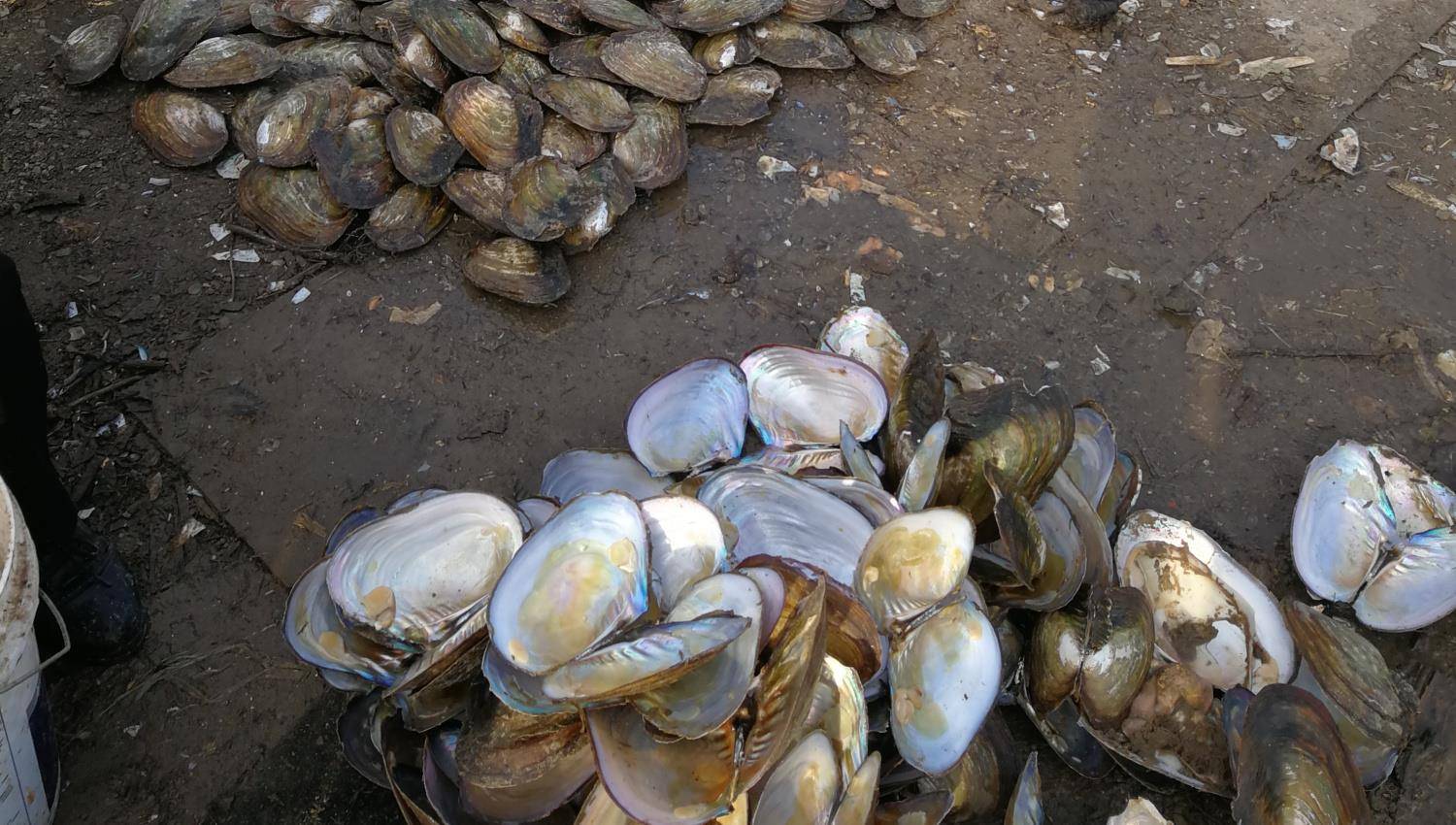 这菜我每次在市场碰见必买,它价格便宜,鲜味不输给山珍海味_河蚌