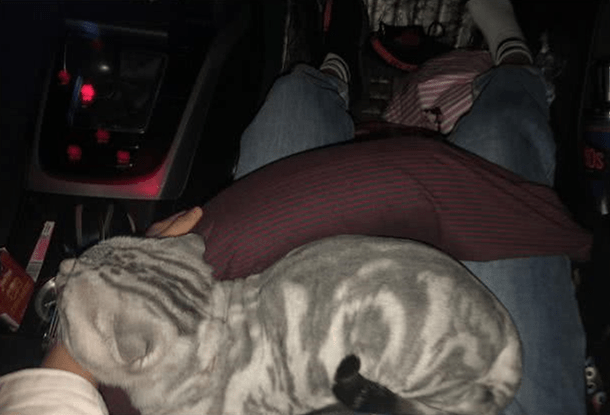 虎斑猫剃完毛后花纹消失了 主人一头雾水 咨询医生后清醒了 猫咪