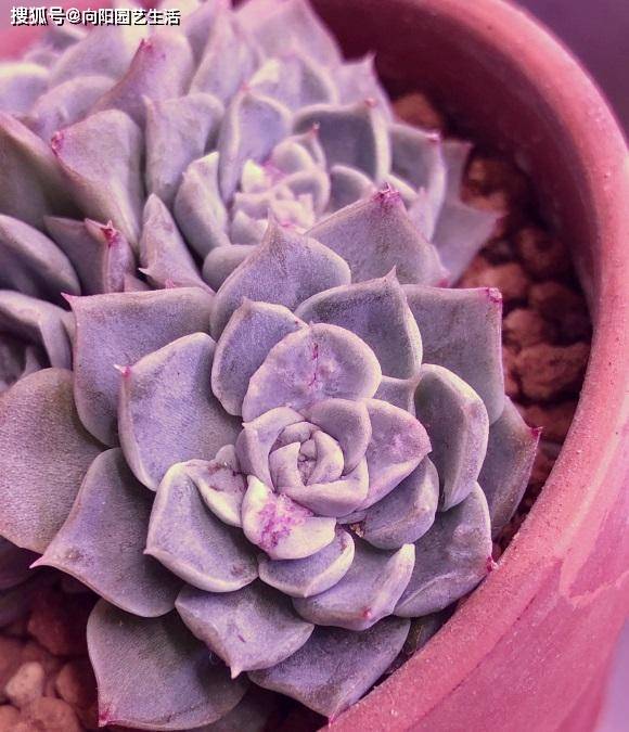 多肉怎么快速变颜色 94190ccb39bb4635b7816e6420ca3b1b.jpeg