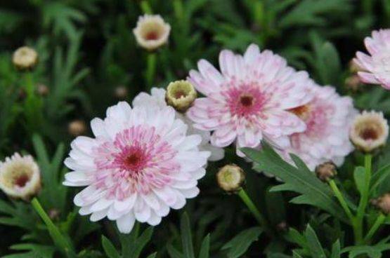 好养活的花卉植物好看 a79aa3f654334524b449046696ce78ed.jpeg