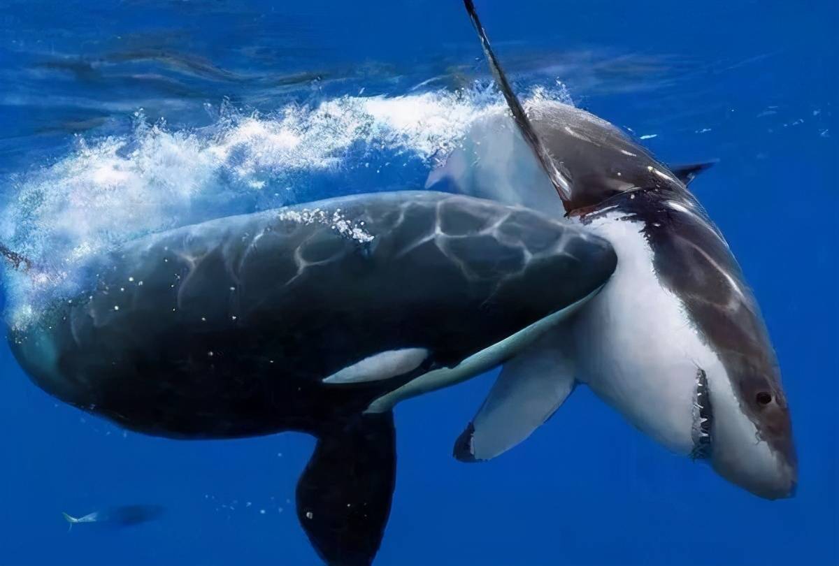 海水中的鲸鲨高清图片下载-正版图片500709833-摄图网