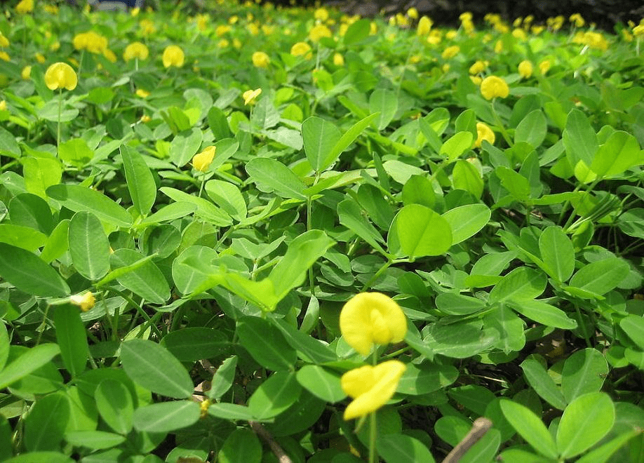 颂田生物【科普篇】花生的品种你了解多少
