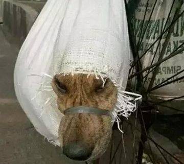 这种麻袋非常不透气,狗狗被困住以后再袋子里无法动弹,为了呼吸空气