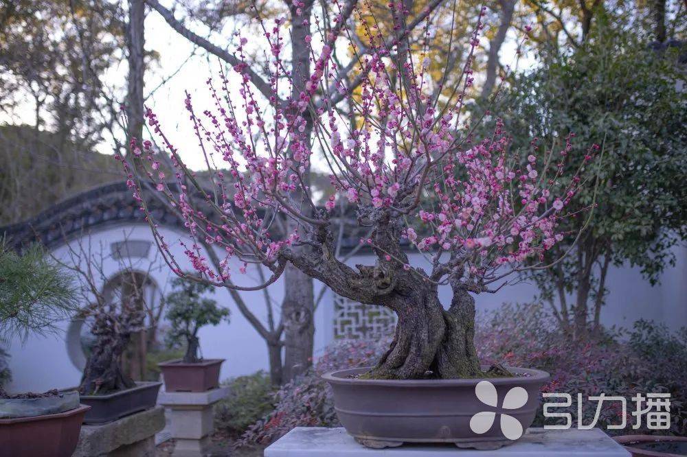 梅苞初绽，苏州上方山梅花春节进入观赏期