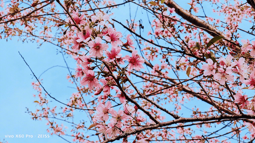 千年古刹樱花盛开,vivo x60 pro定格绝美画面