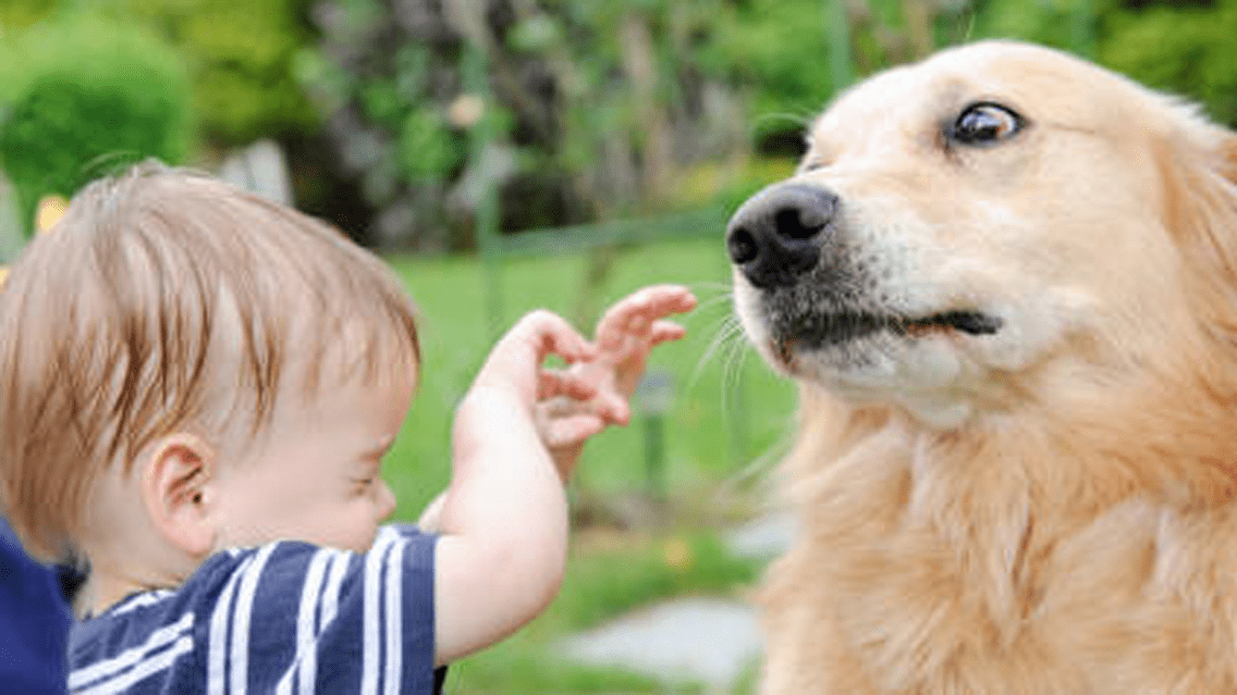 学会对狗狗冷漠可以让狗狗永远不攻击小孩