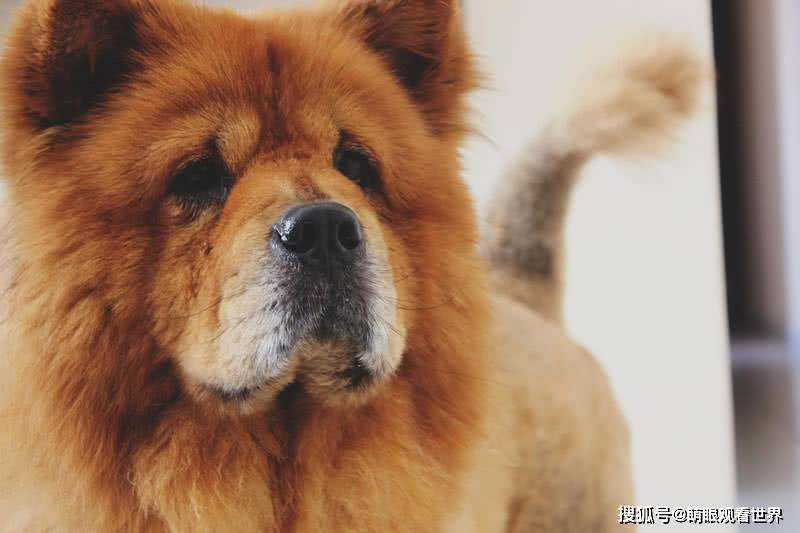 中国有哪些名狗 几十个犬种 世界知名的就有近十种 Chow