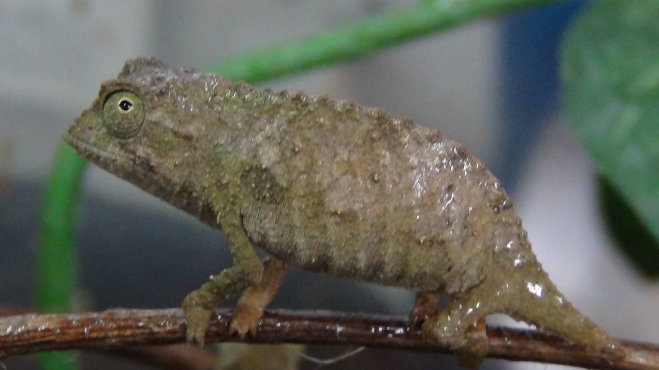 组成联合考察队,发现了世界上最小的爬行动物_变色龙