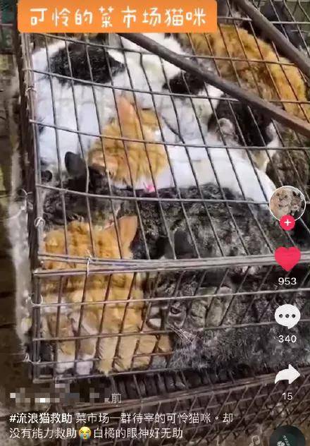 新鲜猫肉19元一斤,橘猫,狸花等现选现杀!