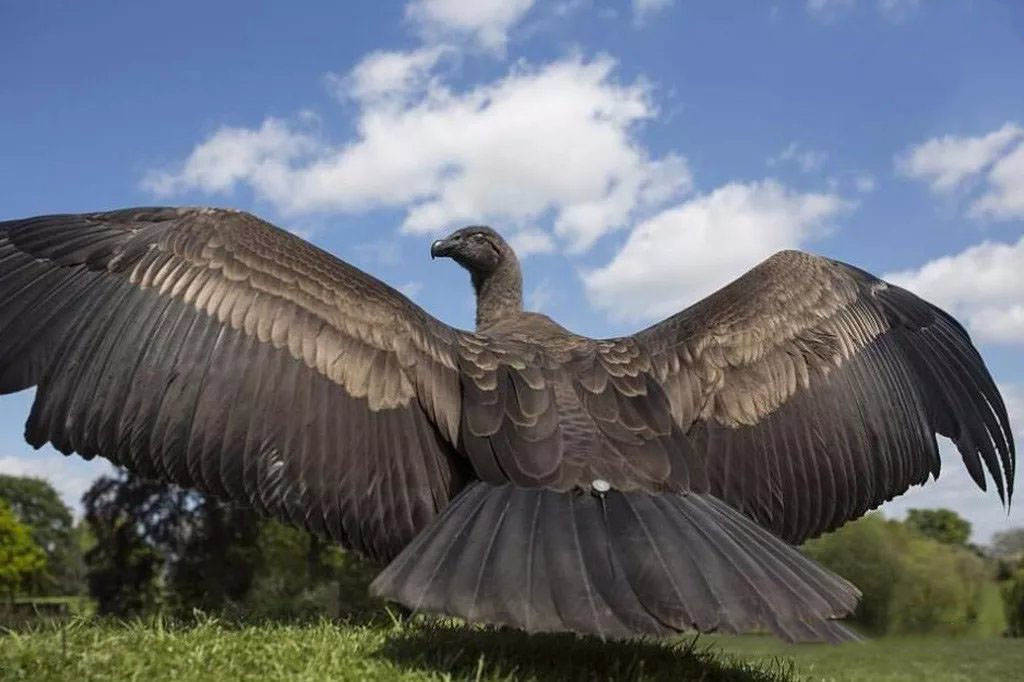 5小时不扇翅膀飞170公里,被人奉为神鹰,常饿肚子还被狗欺负