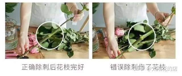 鲜花养护_康乃馨鲜花养护_鲜花养护保鲜法/