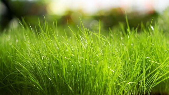 2月12日有大运,聚财一流、贵人相助、多财多福的几位生肖,有您就赶快接喜吧