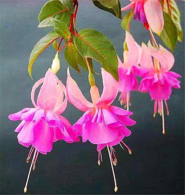 倒挂金钟夏必死把好4个关卡不落叶不黑腐1年花开10个月