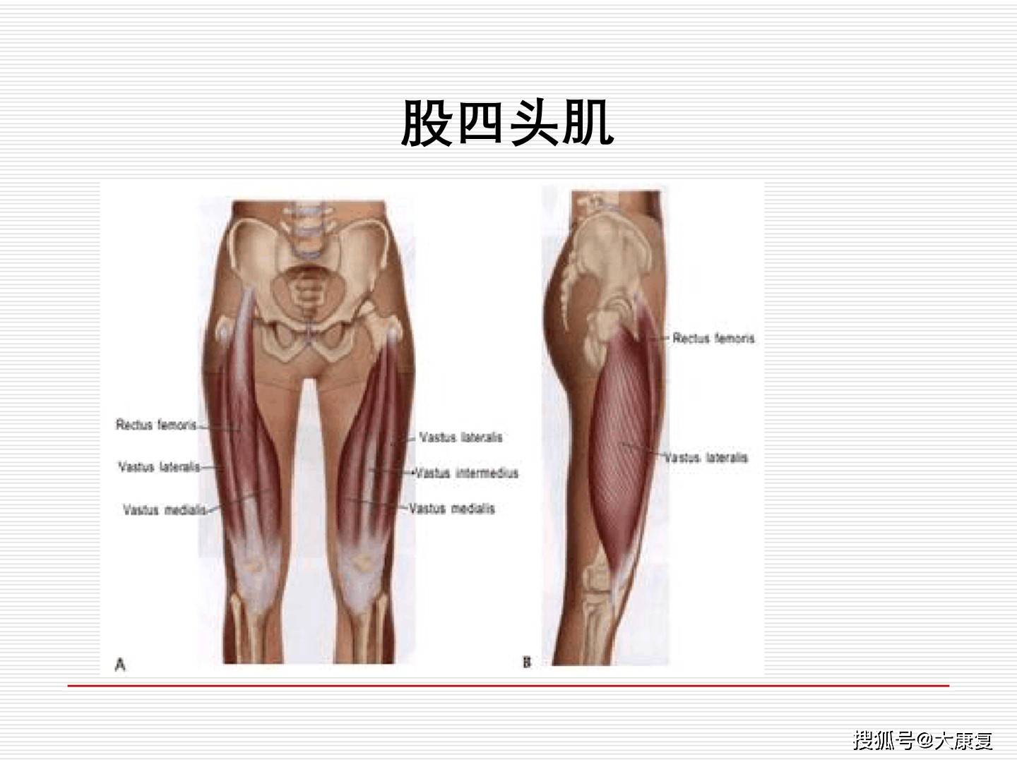 护膝关节套是什么原理_正常膝关节是什么样子(2)