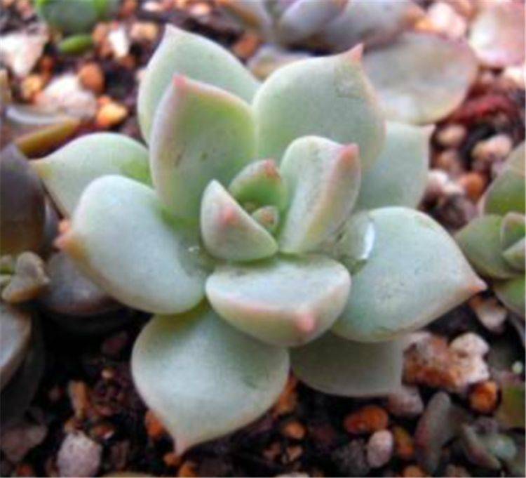 多肉白牡丹有 3怕 难怪叶子灰绿爱徒长 学会了养成粉色老桩 叶片