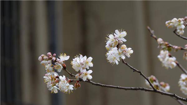 南京鸡鸣寺樱花“消息树”开了！比去年早了十来天